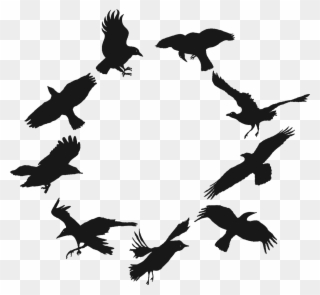 Black Crows Png - Flock Clipart