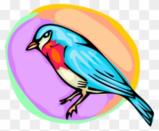 Vector Illustration Of Small Bluebird Bird - Mountain Bluebird Clipart