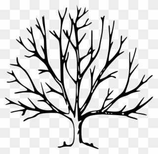 Download Png - Tree Drawing With Branches Clipart