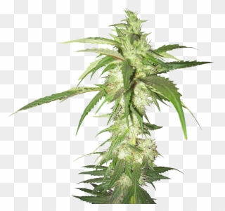 Cannabis Png Images Free - Cannabis Plant Transparent Background Clipart