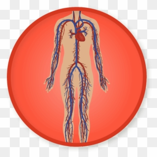 Circulatory System Png - Food Clipart