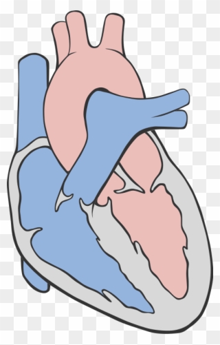 Fileheart Circulation Diagram - Heart Diagram Simple Png Clipart