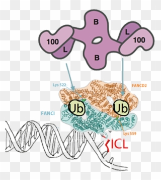 Once Dna Repair Is Completed, Usp1 Deubiquitinates Clipart