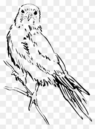 Clip Art Bird - Bird Sketch Png Transparent Png