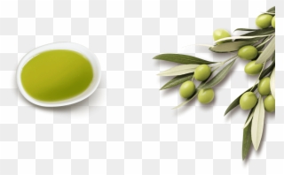 Olive Png - Olive Oil Png Clipart