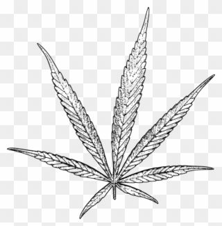 Drawn Cannabis Stoned - Weed Drawing Png Clipart