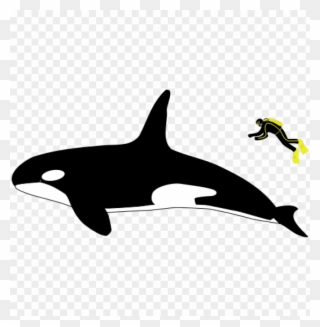Free Png Killer Whale Size Compared To Human Png Image - Orca Great White Size Comparison Clipart