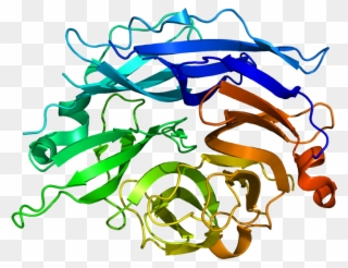 Protein Neu2 Pdb 1snt - Neu2 Sialidase Clipart