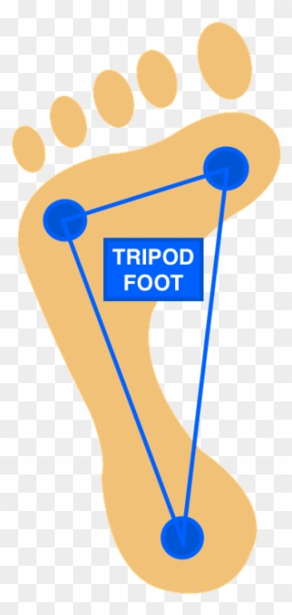 The Active Or Tripod Foot Is A Reliable Means Of Ensuring - Tripod Foot Clipart