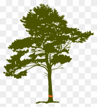 Tree Cutting Required Permits In Bridle Trails - Pine Tree Drawing Roots Clipart