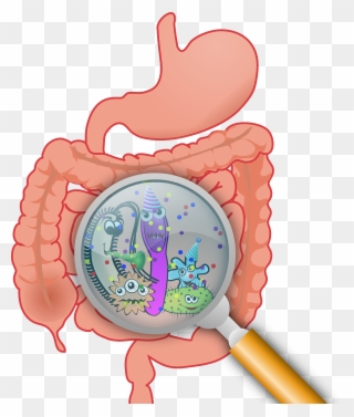 Every Single Person Is Born With A Unique Gut Flora, - Intestinal Microbiota Clipart