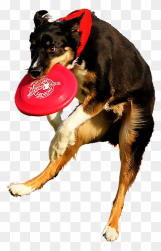 Dog Dancing Png - Dog Catches Something Clipart