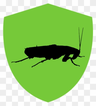 Cockroaches - Illustration Clipart