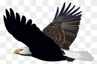 Bird Eagle Flying Feather Nature American Flight - Eagle Clipart Transparent Background - Png Download