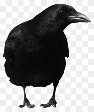 The Crow Png Clip Art Black And White Library - Crow Png Transparent Png