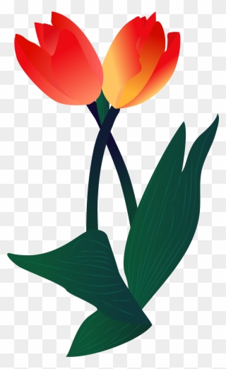 Plant Illustration Flower Png And Vector Image - Sprenger's Tulip Clipart