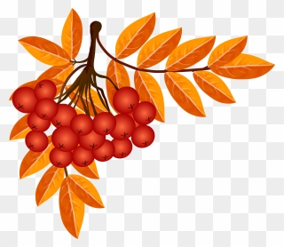 Rowan Tree Clipart Clip Library Stock Fall Decoration - Png Download