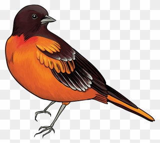 Black And Orange Bird Png Clipart - Bird Clipart Transparent Png