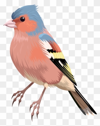 Bird Png Clip Art Transparent Png