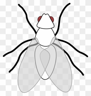 Fly Insect Clipart - Png Download