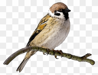 Finch Clip Art - Sparrow Png Transparent Png