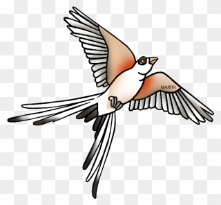 Bird Clipart Tail - Scissor Tailed Flycatcher Clipart - Png Download