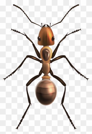 Ant Png Clip Art - Royalty Free Black Widow Spider Transparent Png