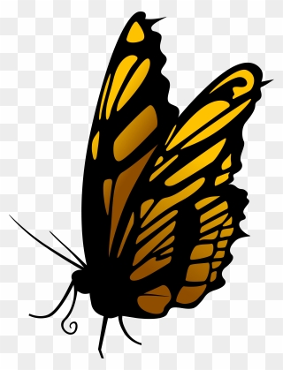 Butterfly Png Clipart Transparent Png