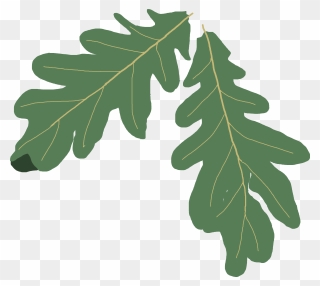 Oak Tree Clip Art Png - Green Oak Leaf Vector Png Transparent Png