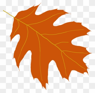 Oak Tree Leaf Clipart Vector Free Library Oak Tree - Oak - Png Download