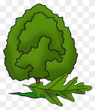 State Tree Of Maryland - Leaf Illinois State Tree Clipart