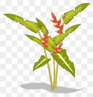 Tree-12b Free Heliconia - Transparent Tropical Plants Clipart - Png Download
