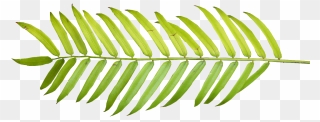 Palm Tree 01 Clipart - Palm Tree Leaf Png Transparent Png