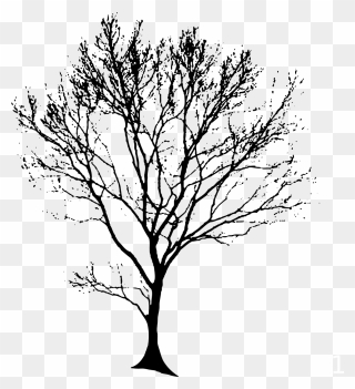 Tree Drawing Transparent Background Clipart