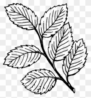 Leaves Clipart Black And White - Png Download