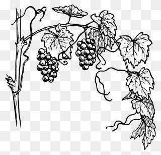 Vine Clipart Family Tree - Grape Vine Drawing - Png Download