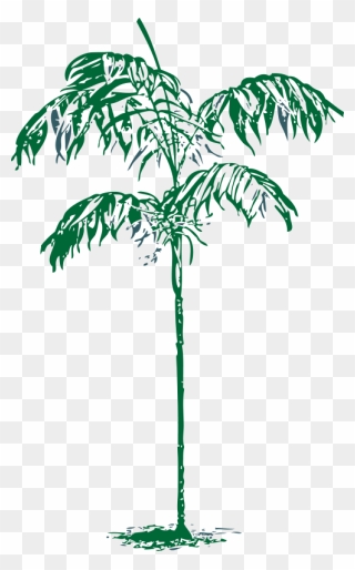 Plant Sketch Png Clipart
