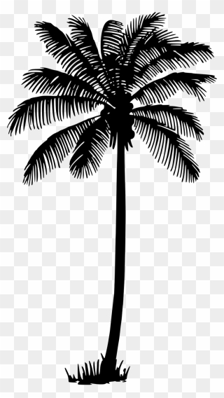 Palm Tree Vector Png Clipart