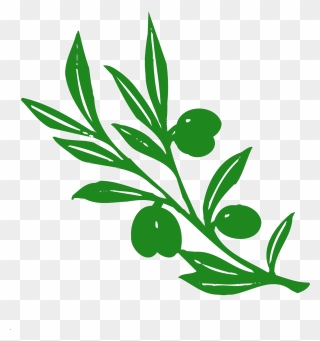 Olive Tree Branch Vector Image - Olive Tree Branch Clipart