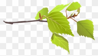 Tree With Branches - Leaves On A Branch Clipart