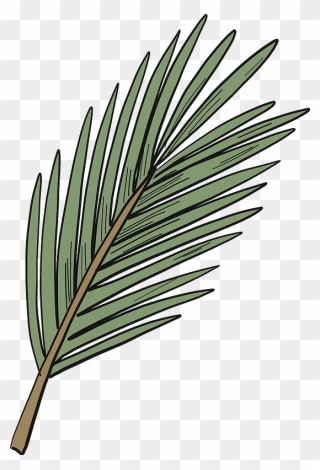 Evergreen Tree Branch Clipart - Pond Pine - Png Download