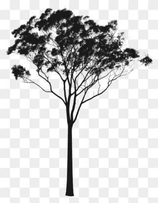 Pin Tree Silhouette Clip Art - Eucalyptus Tree Silhouette - Png Download