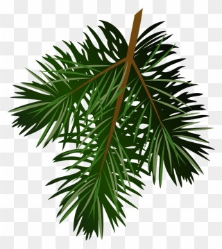 Pine Tree Branch Clipart - Pine Leaves Transparent Background - Png Download