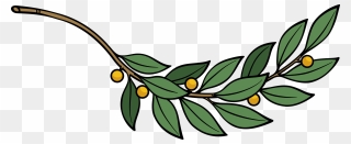 Plant,flora,leaf - Branch With Leaves Clipart - Png Download