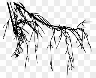 Tree Branch Silhouette Transparent Vol Png Sleek Silhouette - Transparent Roots Clipart