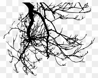 Transparent Tree Branch Clipart Black And White - Tree Branch Transparent Background - Png Download