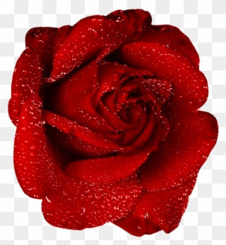 Red Rose With Dew Clipart - Red Rose Png Gif Transparent Png