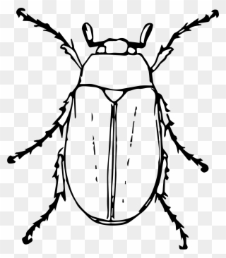 Beetle Clipart Black And White - Png Download