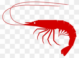 Free To Use &, Public Domain Shrimp Clip Art - Shrimp Clipart Png Transparent Png