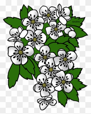 Missouri State Flower - Missouri State Flower Png Clipart